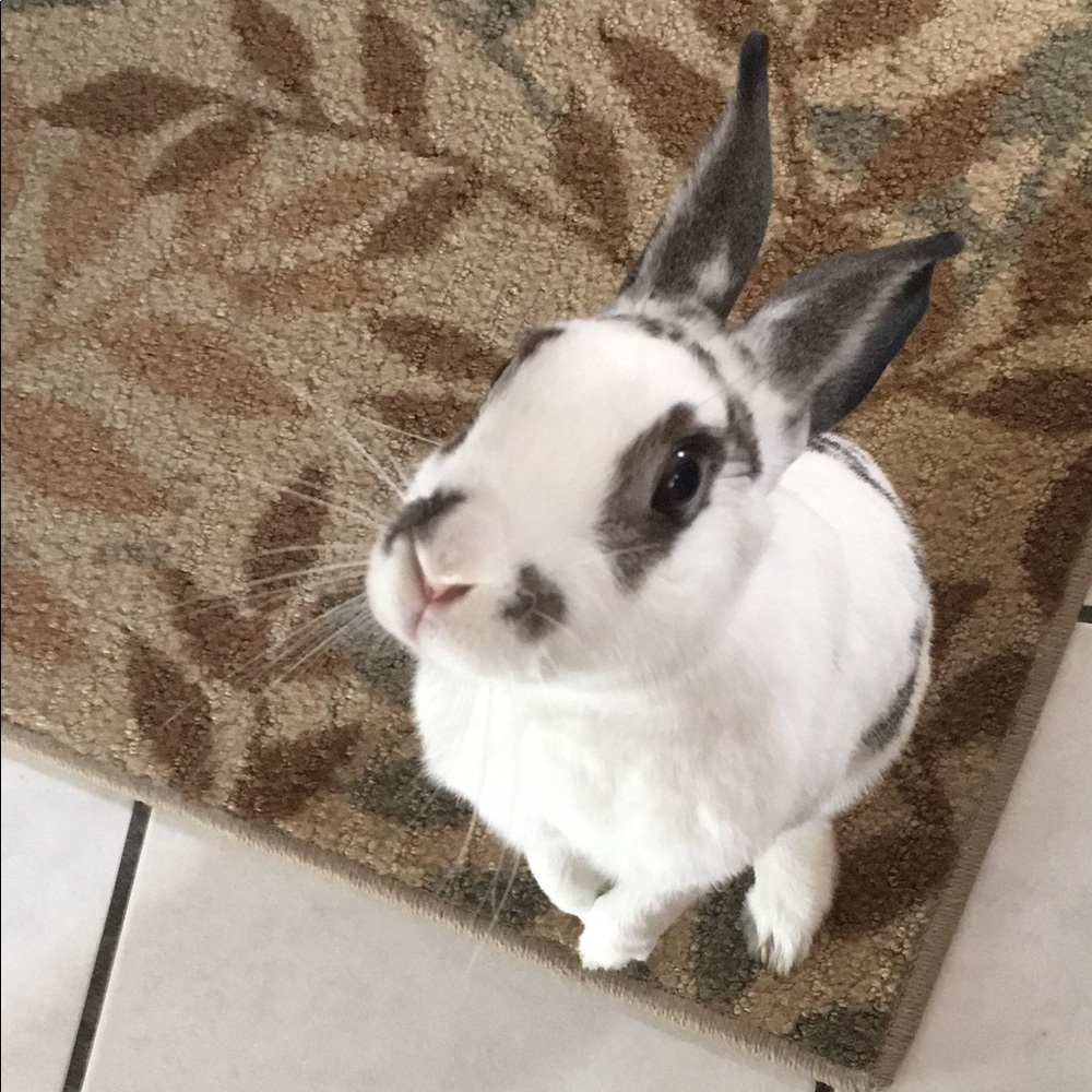 Meet your Posher, Norma